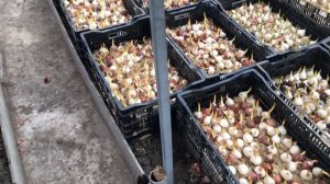 Все тюльпаны в теплице. Начало выгонки на -8 марта