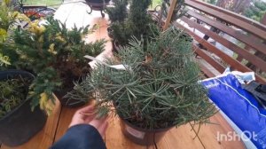 Хвойное безумие продолжается! ?Обзор новинок хвойных? растений Осень 2022?