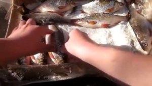Засолка плотвы для сушки 9 кг Часть 2