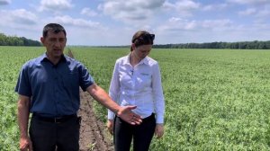 ГОРОХ НОРДМАН: +6,5 Ц/ГА  В ЗАСУШЛИВЫХ УСЛОВИЯХ