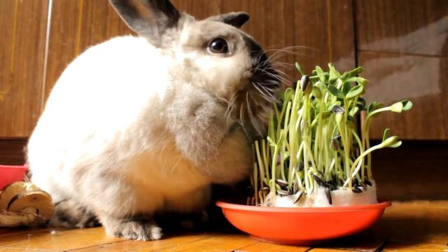 Проращиваем подсолнух для кролика | Семечки из комбикорма смотреть онлайн