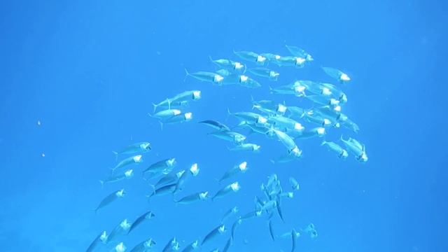 Южноазиатская скумбрия. Makrele .Indian mackerel, mackerel.. DSCF7764 смотреть онлайн
