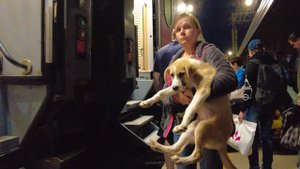 Обычная собачка, но получила шанс на миллион_! Из приюта в Москву_!