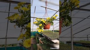 Смотреть до конца! Стильные цветочные композиции из растений в питомниках.