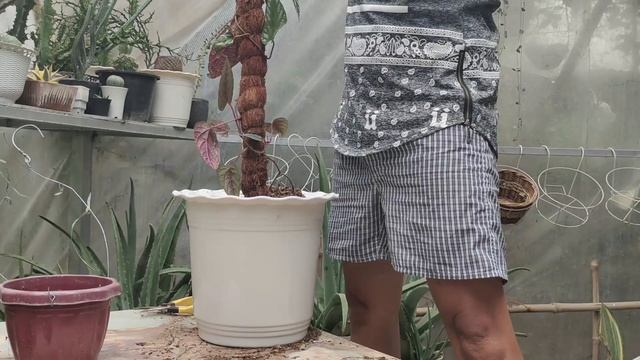 CISSUS DISCOLOR PLANT CARE TIPS & PROPAGATIONS | CLIMBING REX BEGONIA