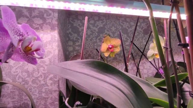 НОВЫЕ распустившиеся красотки. ОБЗОР смотреть онлайн