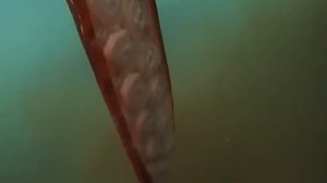 Архитеутис (гигантский кальмар) — самый большой кальмар из всех существующих.