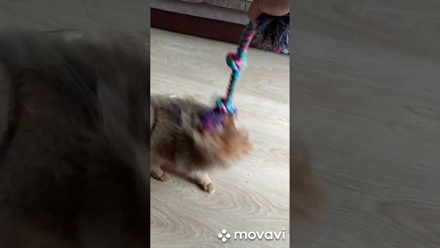 шпиц