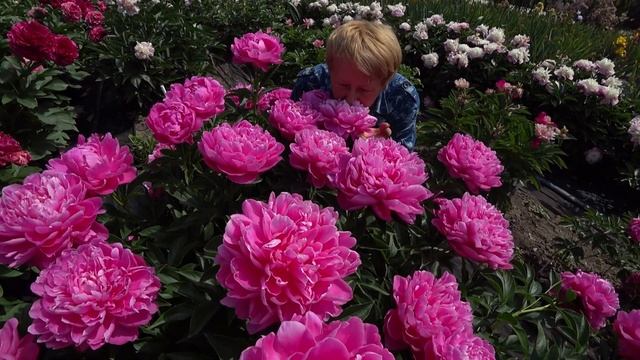 Пион Princess Margaret. Май 2018 смотреть онлайн