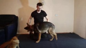 НЕМЕЦКАЯ ОВЧАРКА | КОМАНДА КУВЫРОК | КАК НАУЧИТЬ СОБАКУ ДЕЛАТЬ КУВЫРОК | ДРЕССИРОВКА СОБАК