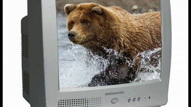 Медведь в берлоге спит, храпит медведь бурый смотреть онлайн