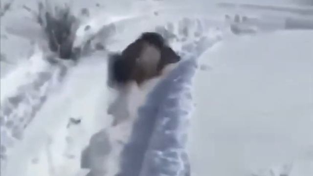 Охотясь со снегохода, следует помнить, что раненое животное способно кинуться на мотосани. смотреть онлайн