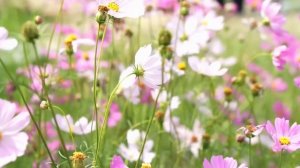 Лечебная Музыка для Снятия Стресса, Усталости, Депресии, Негатива, Детокс негативных эмоций