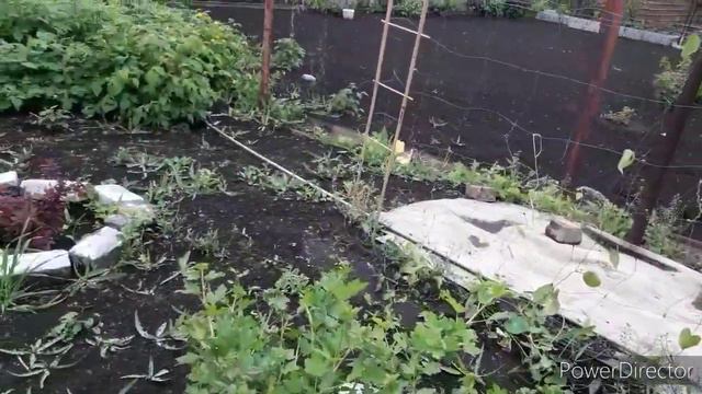 Посадила цветок Аненома и Другой цвет Виолы смотреть онлайн