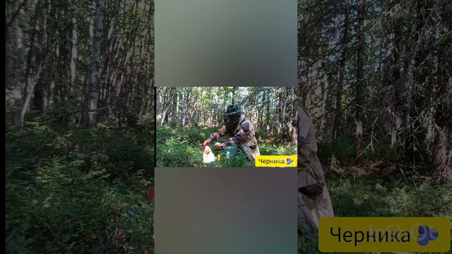Пора ли черника собирать 🫐👍