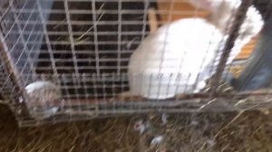 Крольчиха затоптала крольчат... потеря крольчат у Маргоши.