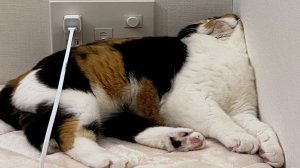 Подборка смешных видео и приколов 141? Лучшие ПРИКОЛЫ 2023