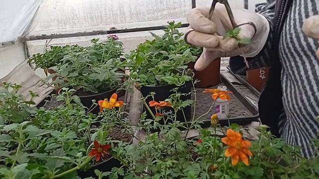 9 ноября. Черенкую все подряд. смотреть онлайн