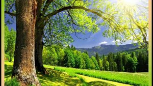 Видео-презентация "Жалобная книга природы"