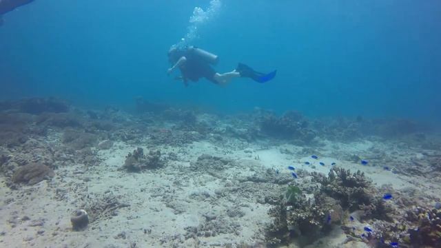 Dive Padang Bai, Bali смотреть онлайн