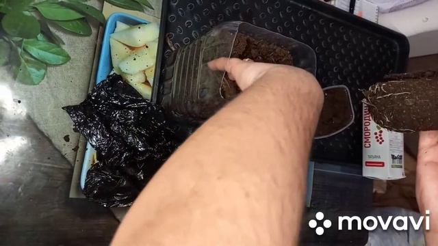 СМОРОДИНА. ПОСАДКА СМОРОДИНЫ ИЗ МАГАЗИНА СВЕТОФОР !!!