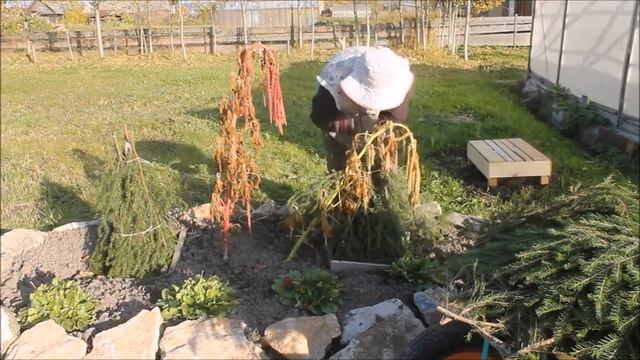 Начало октября/Утепляю деревья и кусты/Колю дрова//Наталья Харитонова смотреть онлайн