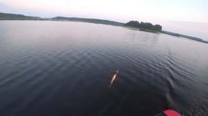 Успешная рыбалка на Рыбинском водохранилище. Троллинг на Рыбинке. Рыбалка на хищника. Череповец. РС