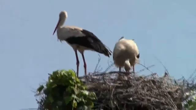 Гуляй село 2 смотреть онлайн