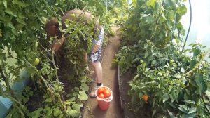 Как собирать помидоры правильно