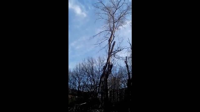 Как  надо пилить деревья