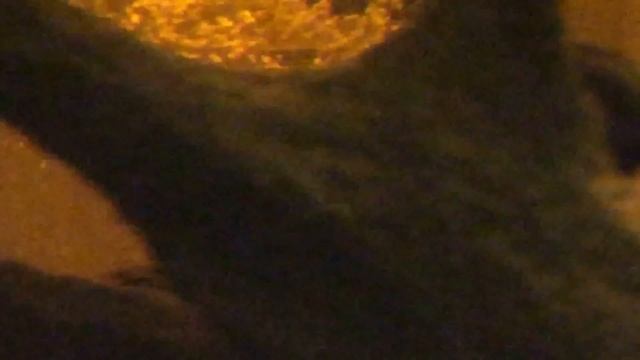 Рыбки Барбусы в аквариуме смотреть онлайн