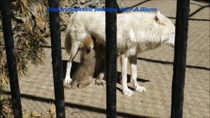 Волчата выпросили у мамы молочко 14.06.2021