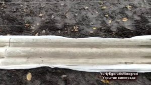 ? Перехожу на ЭТО ПРОСТОЕ и НАДЕЖНОЕ укрытие винограда для ЗИМЫ и ВЕСНЫ. Как укрываю 20 летний куст