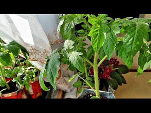 Крепкая рассада томатов с толстым стволом Выращиваем в комнате Атлет мне не нужен. Обрезка листьев