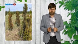 Спасаем сгоревшие туи!