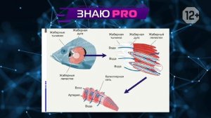 НАДКЛАСС «РЫБЫ» | ЕГЭ БИОЛОГИЯ