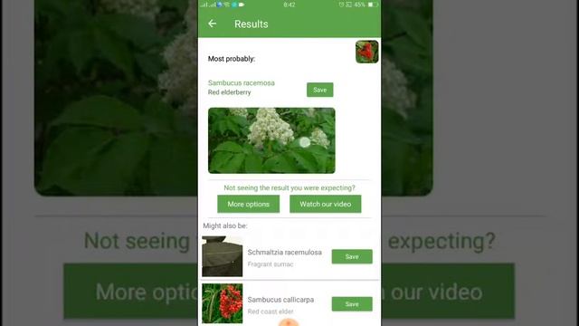 PlantSnap identifies a Red elderberry (Sambucus racemosa)