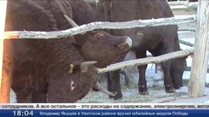 Заниматься животноводством становится выгодно