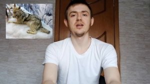 Чучело волка