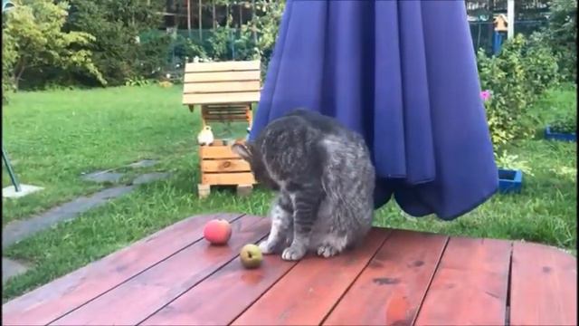 Кошечка-история бездомной жизни! Cats, Kittens.