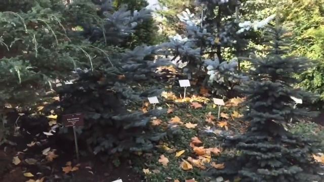 Москва. Бонсай в Аптекарском огороде.