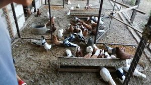 [3.ч.] НИКОЛАЕВСКИЕ ГОЛУБИ В ГОСТЯХ У СЕРГЕЯ. Н. Г. САЛЬСК РОСТОВСКАЯ ОБЛ. 2.07.2021.Г.