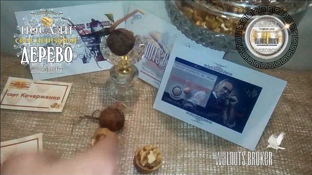 Грецкий орех Кочерженко и Иван Багряный не прививают. Walnuts Broker
