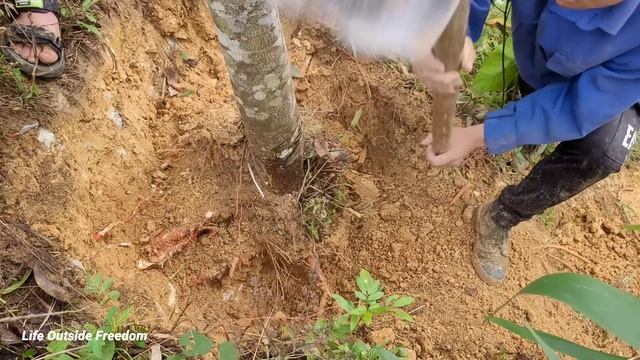 Planting jackfruit trees in wooden houses for shade, Working on a rainy day - Life Outside Freedom смотреть онлайн