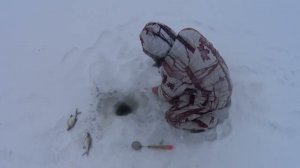 Хитрый подлещик на камеру клевать не хотел,и всё-таки вытащил нас из палатки и попался.#рыбалказимой