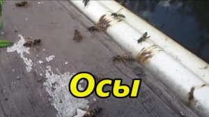 Осы