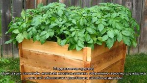 Пошаговое руководство по выращиванию картофеля в ящиках и коробах