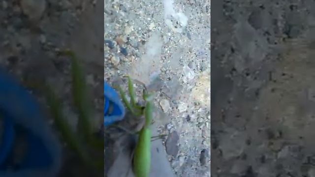 Богомол прям посредине улице