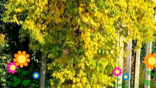 Древогубец круглолистный Геркулес. Краткий обзор, описание характеристик, где купить саженцы смотреть онлайн