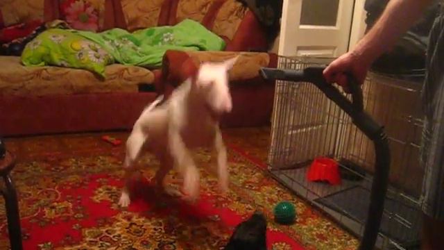 Булька - попрыгунчик 2 =) смотреть онлайн